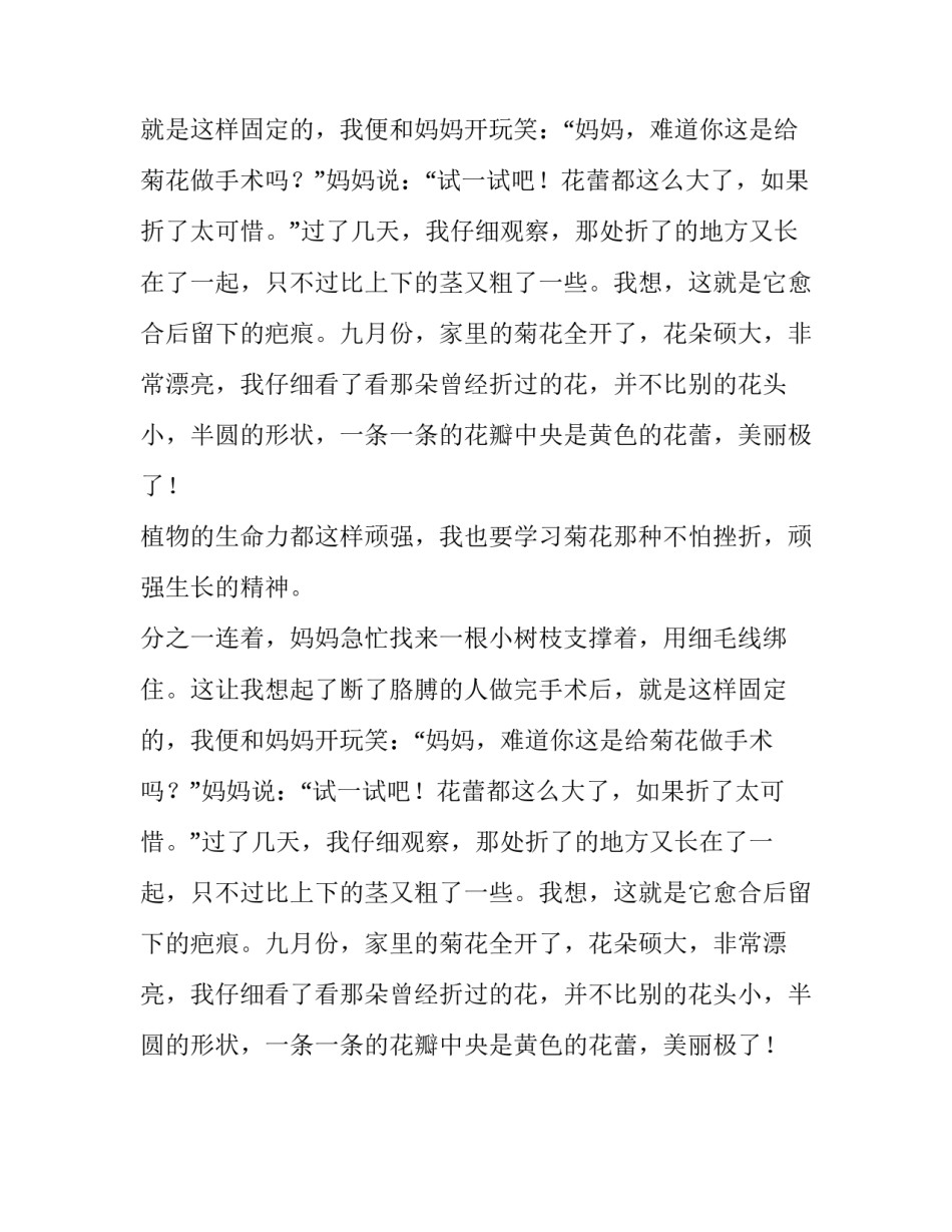 生命力顽强的菊花小学作文_第2页