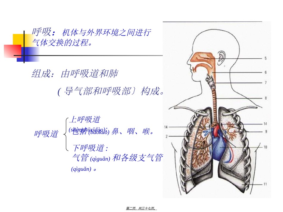 2022年医学专题—----呼吸系统.ppt_第2页