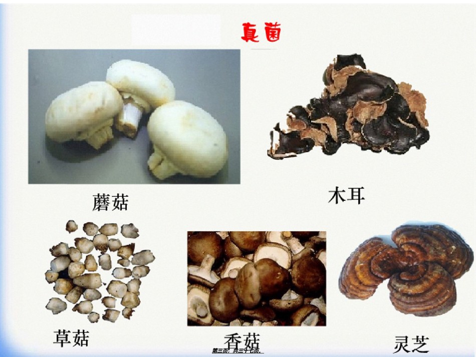 2022年医学专题—-4-1细菌和真菌的分布[1].ppt_第3页