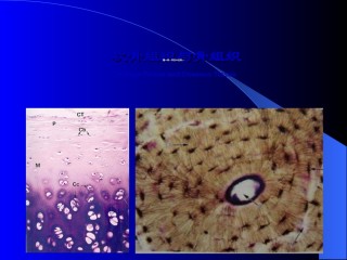 2022年医学专题—--软骨组织与骨组织.ppt