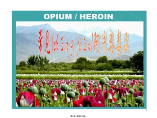 2022年医学专题—-常见阿片类毒品.ppt