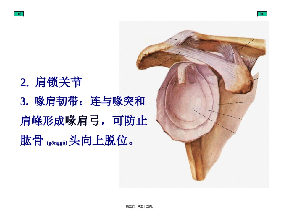 2022年医学专题—-4附肢骨连结.ppt_第3页