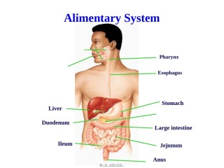 2022年医学专题—-3-消化管2(咽-肛管-双语版).ppt