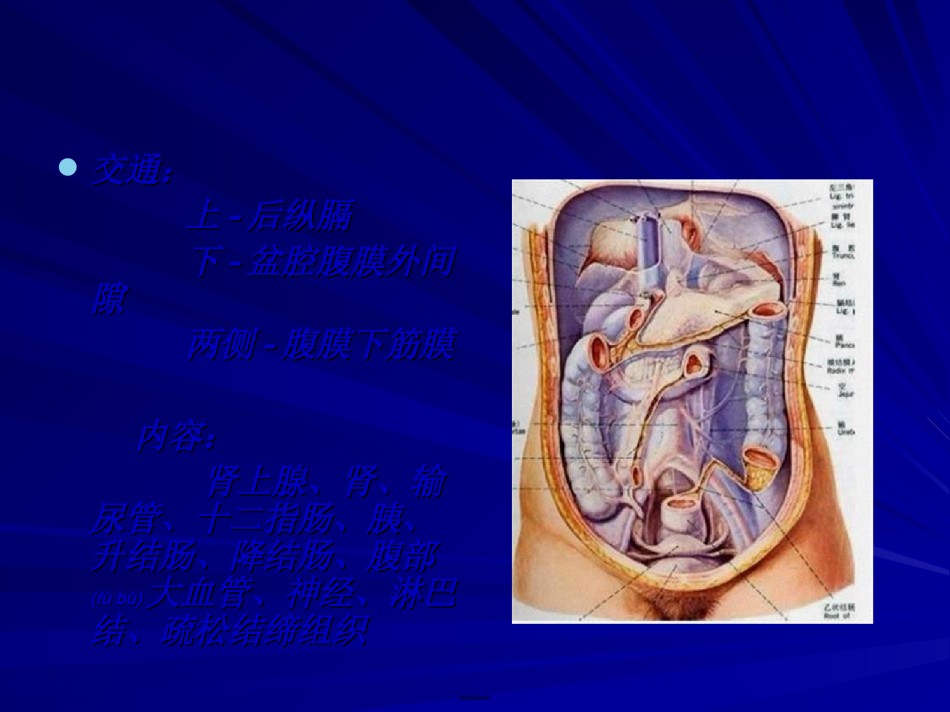2022年医学专题—【201204】腹膜后间隙.ppt_第3页