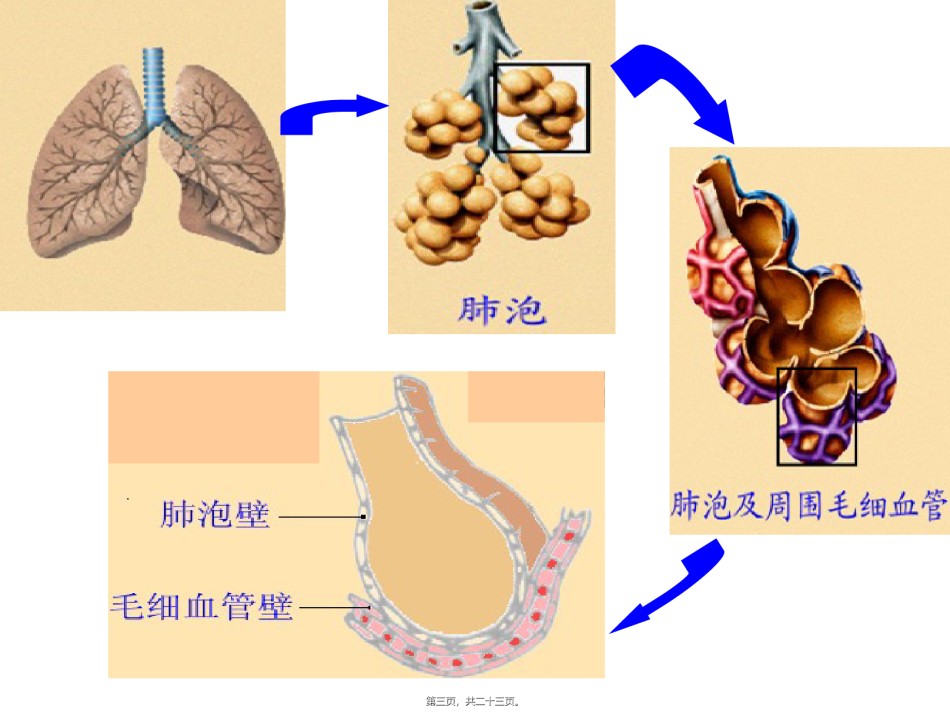 2022年医学专题—-3-2-发生在肺内的气体交换.ppt_第3页