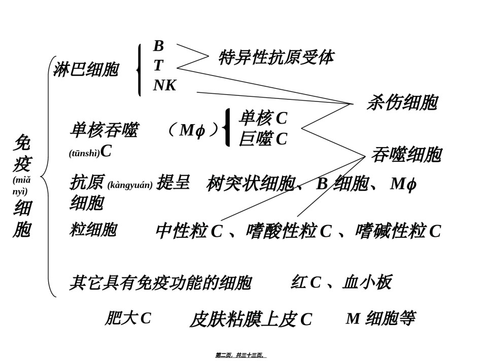2022年医学专题—【免疫】2.T与B细胞.ppt_第2页
