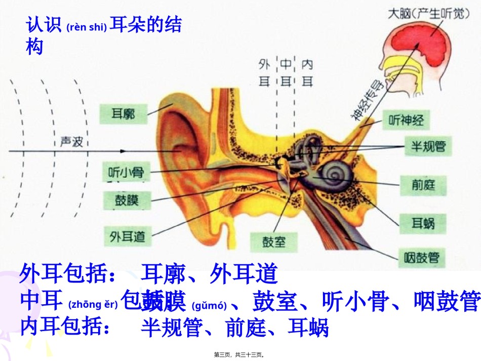 2022年医学专题—【新教材】2.3《耳和听觉》(正式上课用).ppt_第3页