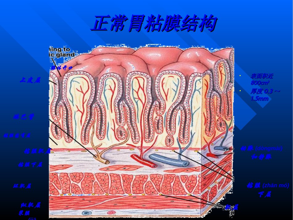 2022年医学专题—【药健康】浅述胃粘膜防御因子在消化性溃疡中的作用.ppt_第3页