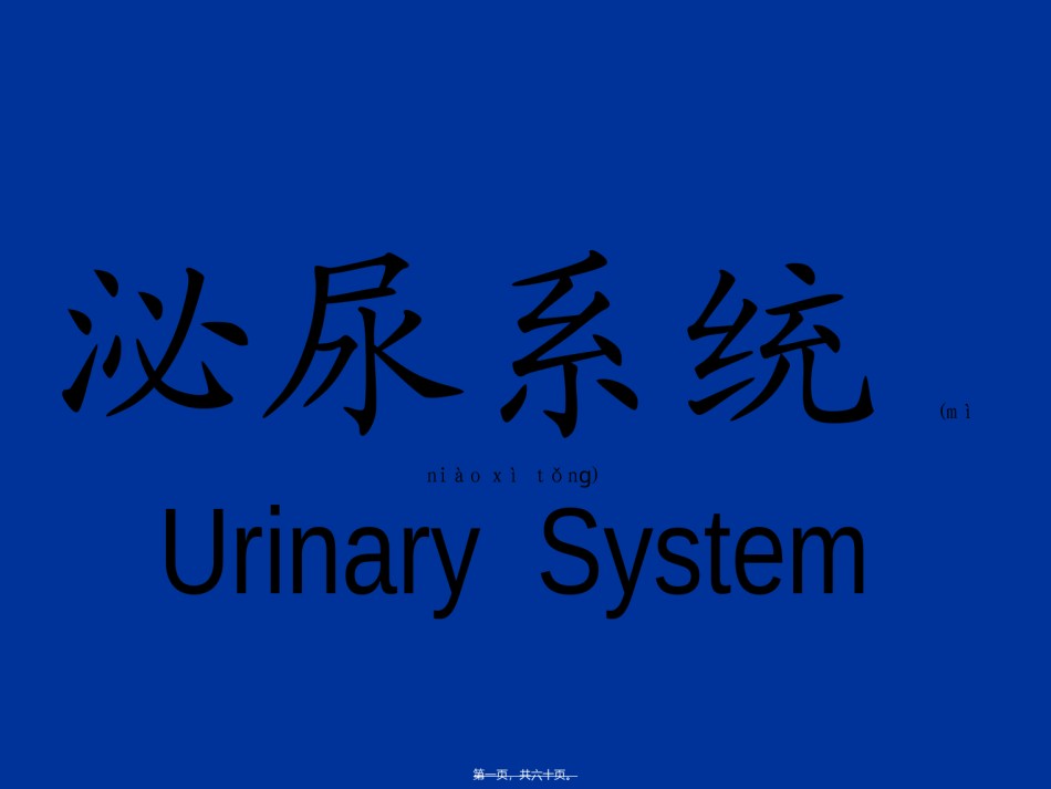 2022年医学专题—【组织胚胎学】泌尿系统.ppt_第1页