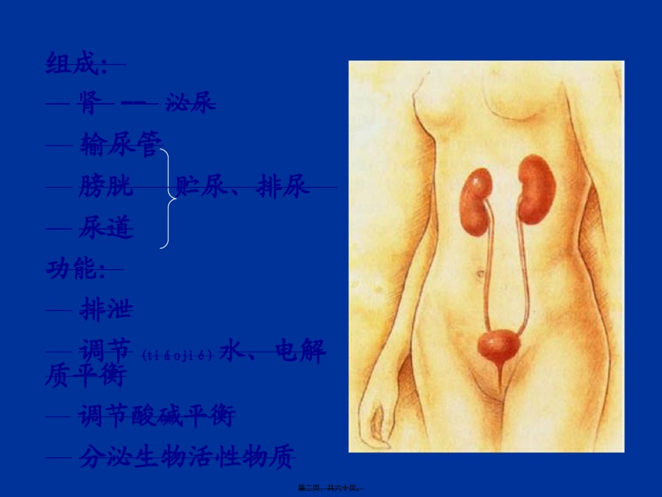 2022年医学专题—【组织胚胎学】泌尿系统.ppt_第2页