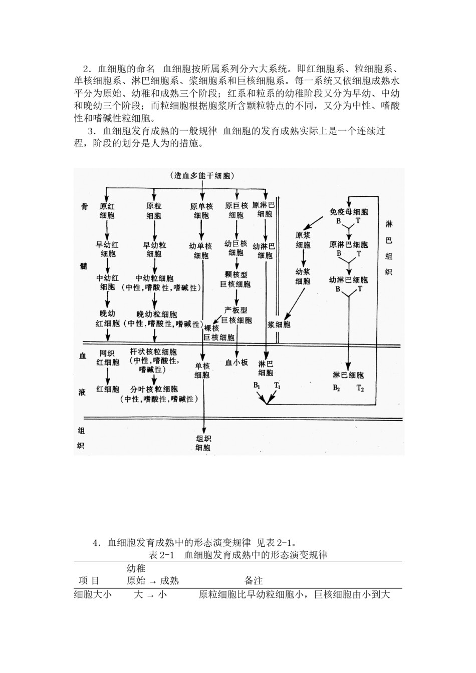 2022年医学专题—-第二章-造血与血细胞分化发育.docx_第3页