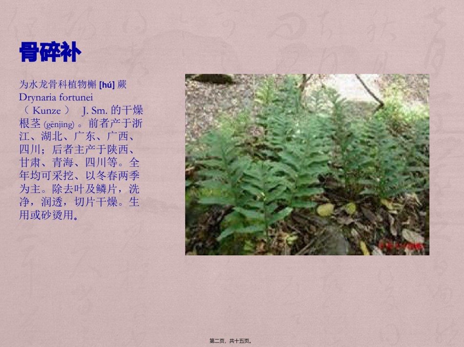 2022年医学专题—^^骨碎补.pptx_第2页