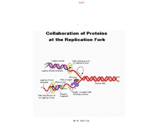 2022年医学专题—+参与DNA复制有关的酶和蛋白质.ppt