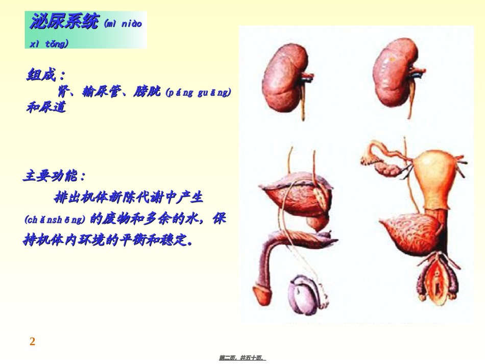 2022年医学专题—-泌尿系统.ppt_第2页