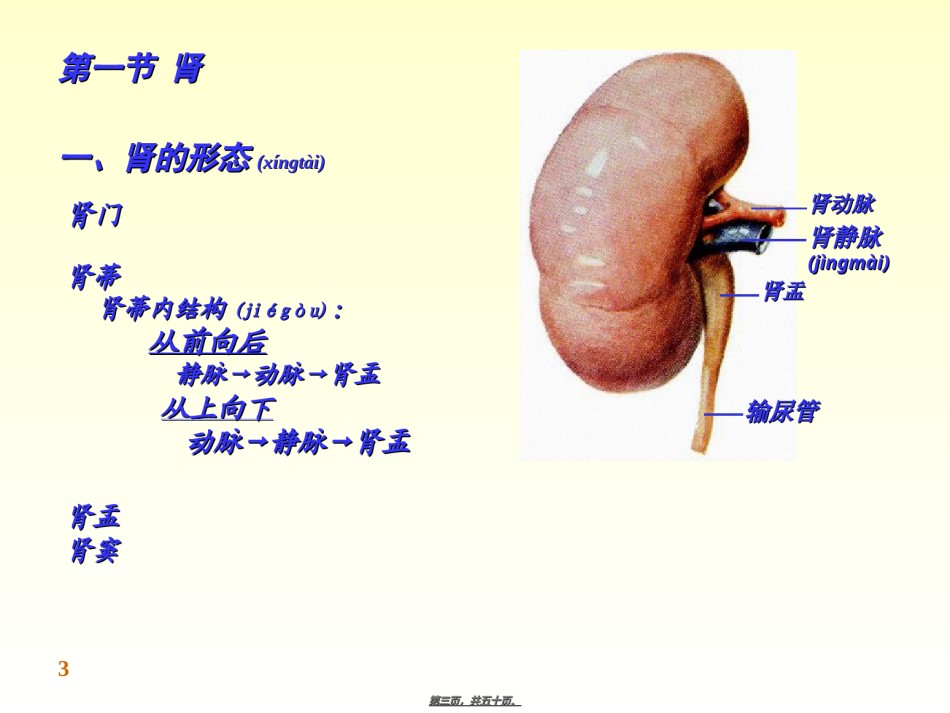 2022年医学专题—-泌尿系统.ppt_第3页