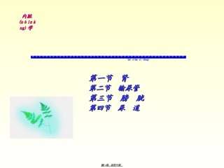 2022年医学专题—-泌尿系统.ppt