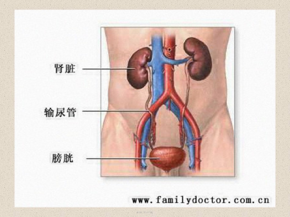 2022年医学专题—-泌尿系统2.ppt_第2页
