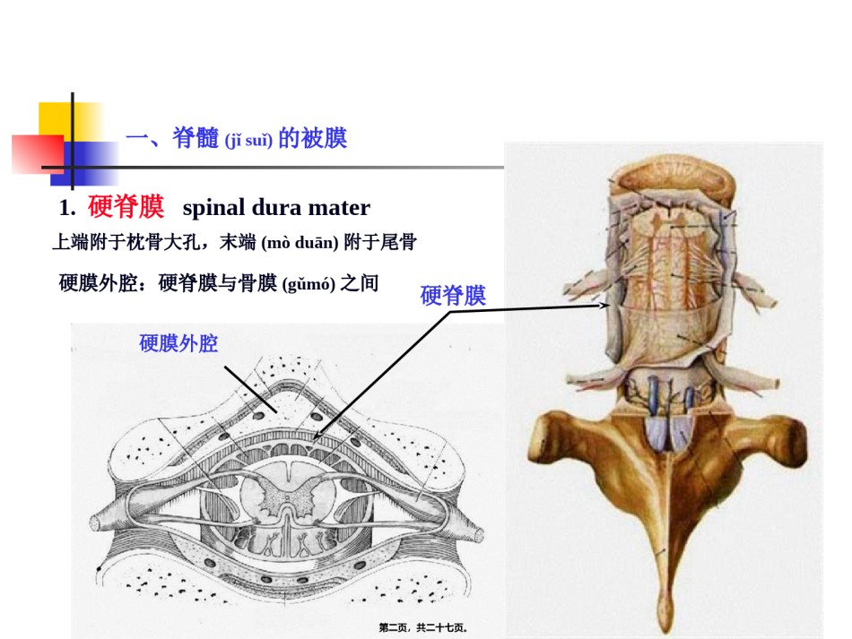 2022年医学专题—-脑和脊髓的被膜、血管及脑脊液.ppt_第2页