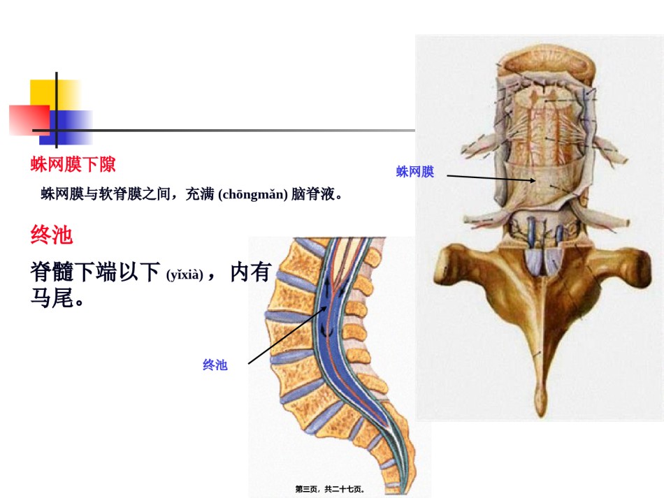 2022年医学专题—-脑和脊髓的被膜、血管及脑脊液.ppt_第3页