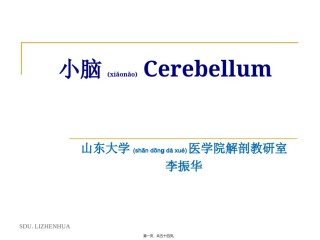 2022年医学专题—-小脑-cerebellum汇总.ppt