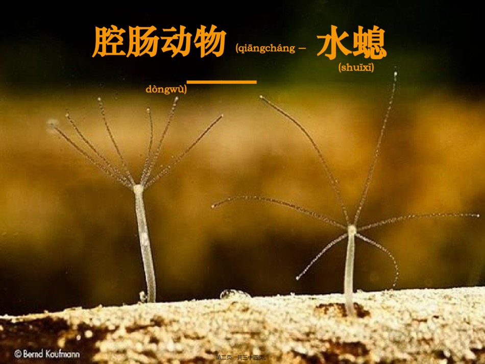 2022年医学专题—.1.1腔肠动物和扁形动物-(共31张PPT).pptx_第2页