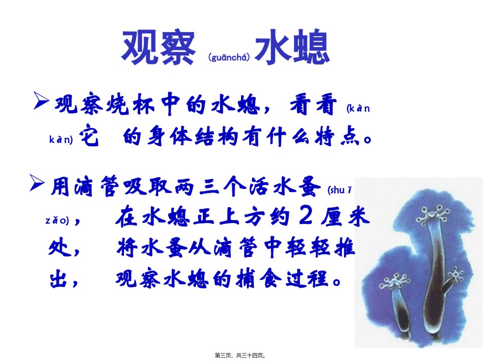 2022年医学专题—.1.1腔肠动物和扁形动物-(共31张PPT).pptx_第3页