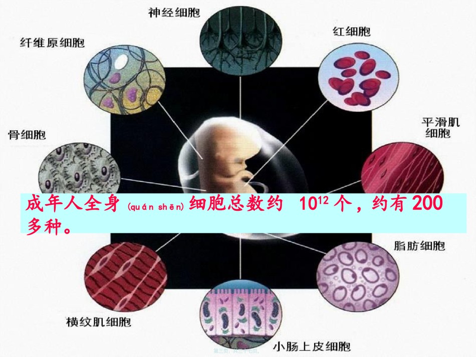 2022年医学专题—.2-细胞分化-(共36张PPT).ppt_第3页