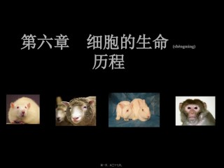 2022年医学专题—.2-细胞分化-(共36张PPT).ppt
