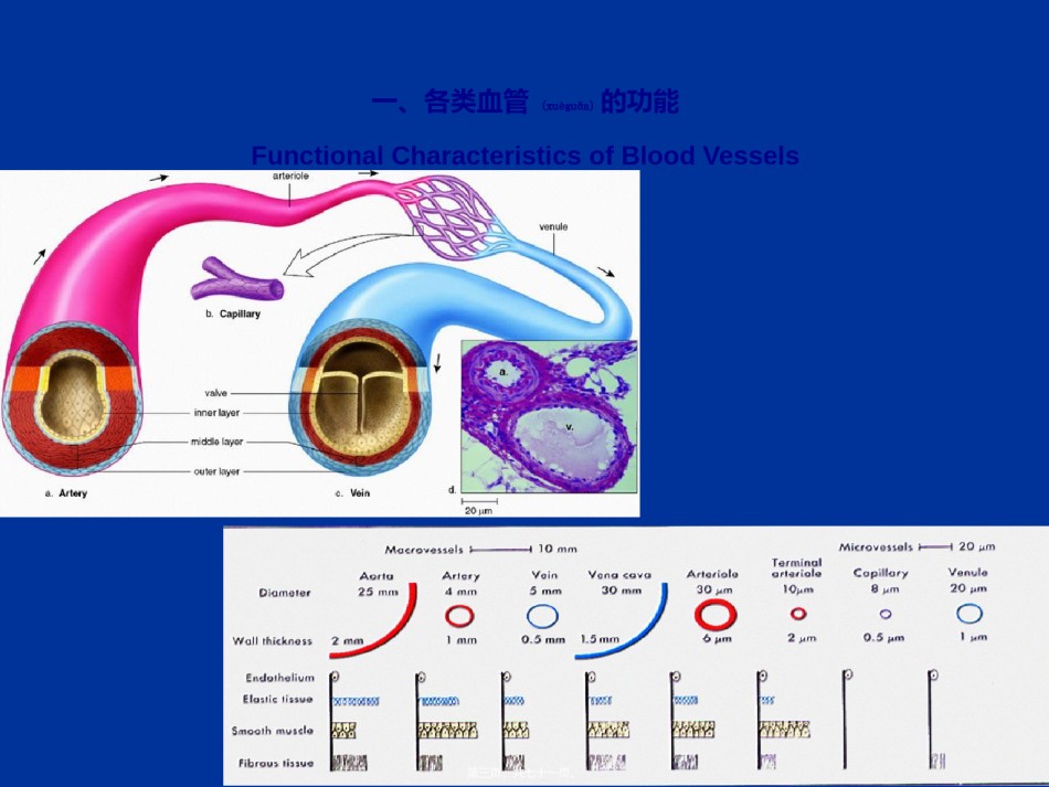 2022年医学专题—.2-血管生理.ppt_第3页