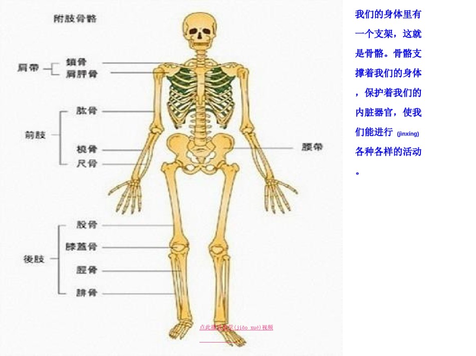 2022年医学专题—.2《骨骼关节和肌肉》kejian.ppt_第1页