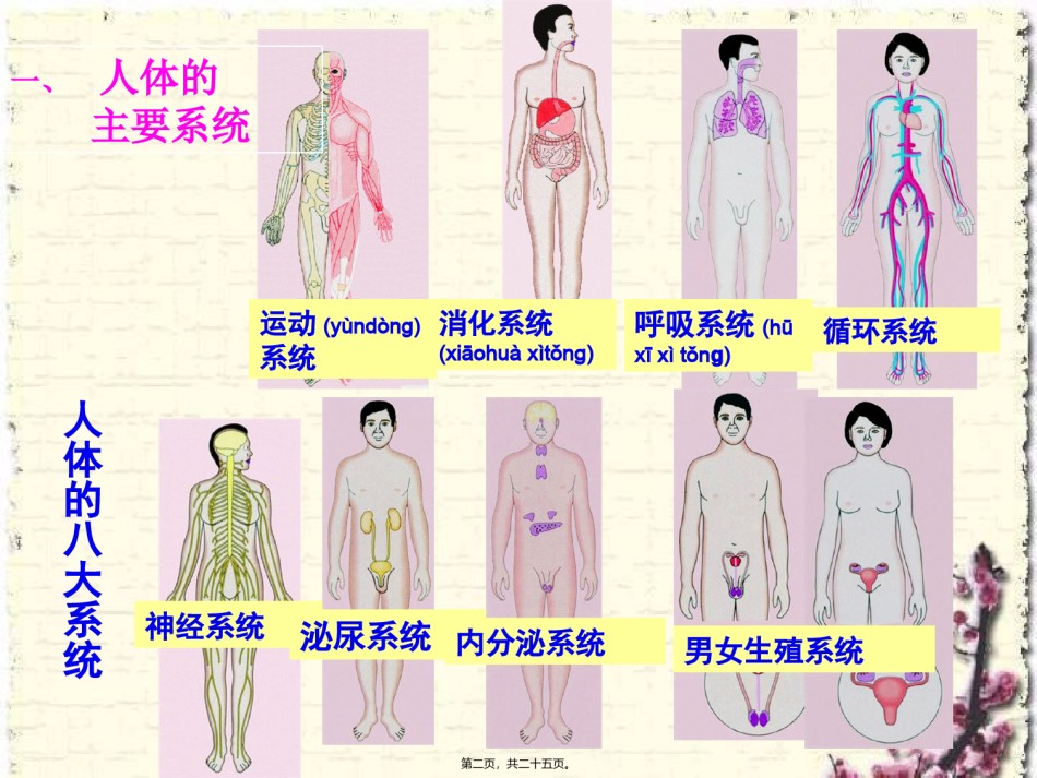 2022年医学专题—.3人体概述.ppt_第2页