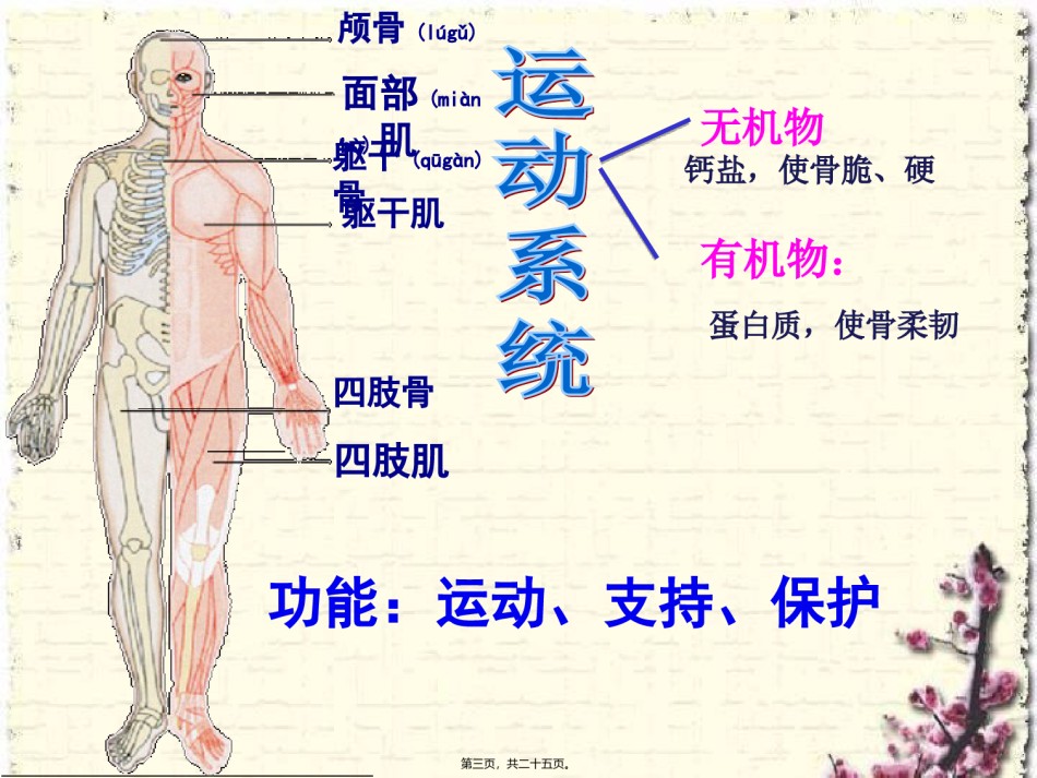 2022年医学专题—.3人体概述.ppt_第3页