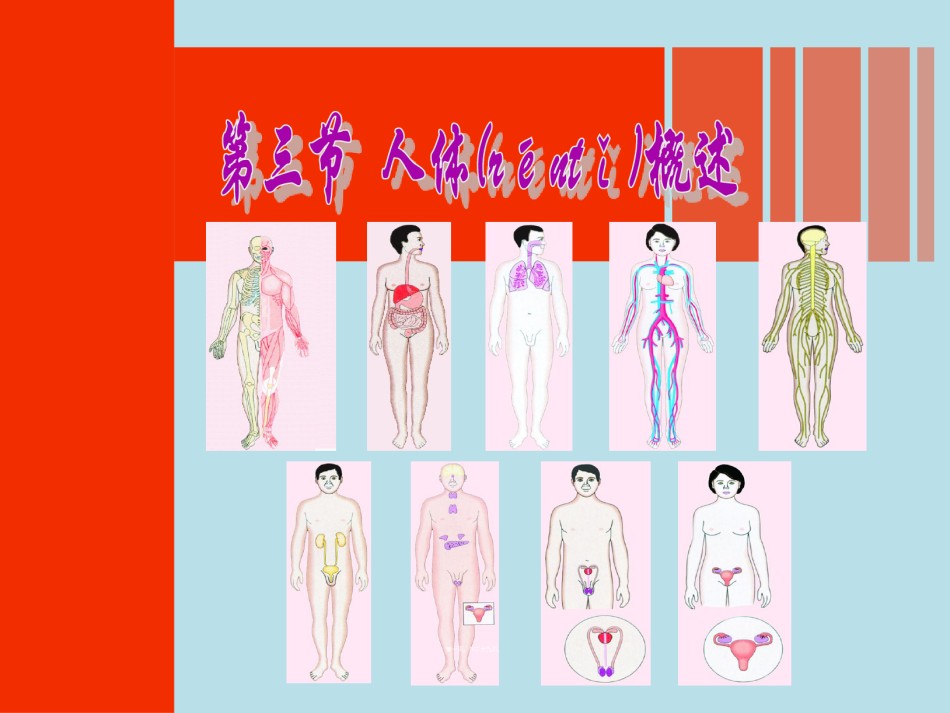 2022年医学专题—.3人体概述(1).ppt_第1页