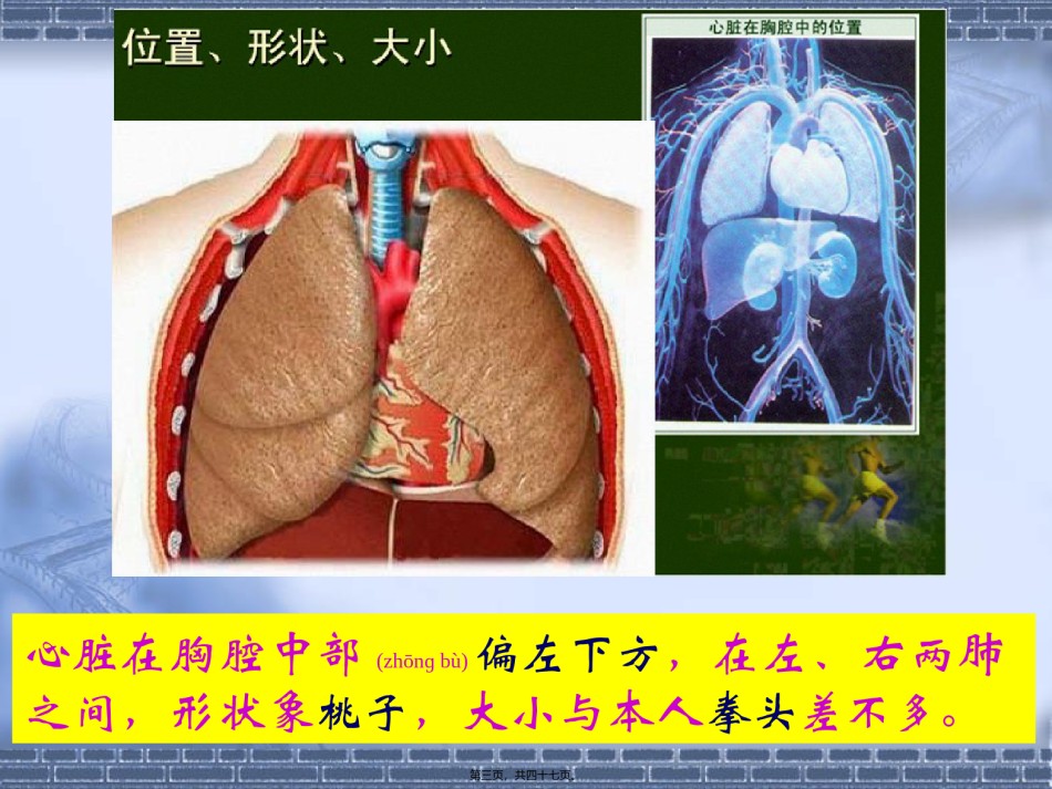 2022年医学专题—.4.3输送血液的泵—心脏(46张ppt).ppt_第3页