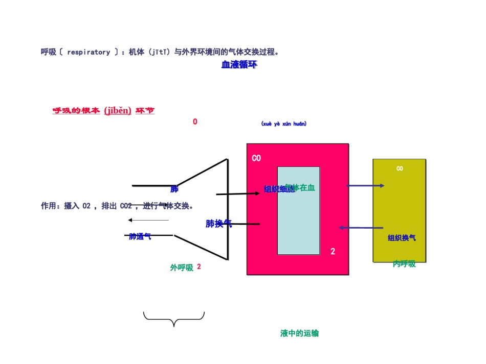 2022年医学专题—.第五章-呼吸.ppt_第2页