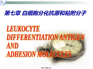 2022年医学专题—.白细胞分化抗原和粘附分子.ppt