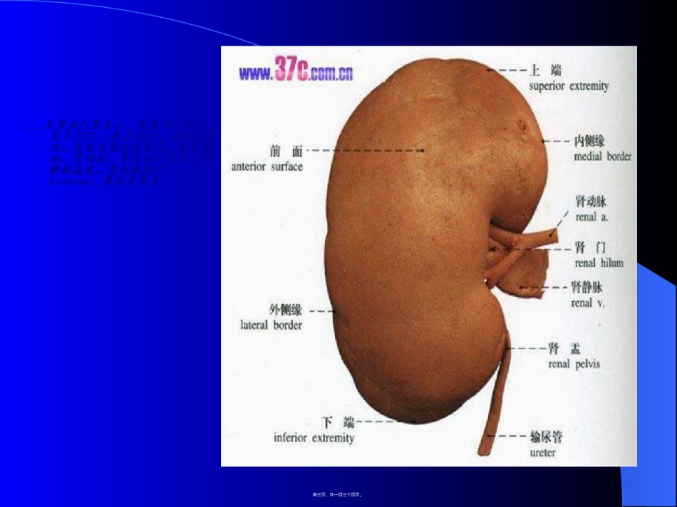 2022年医学专题—.泌尿系统及前列腺超声检查.ppt_第3页