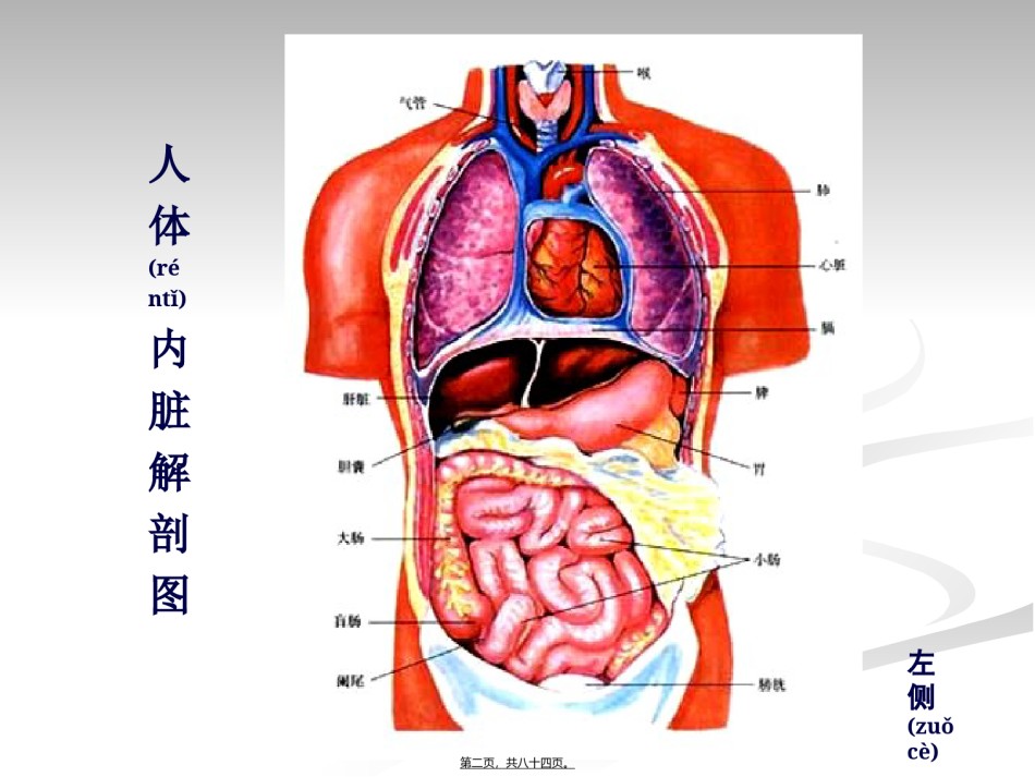 2022年医学专题—.消化系统.ppt_第2页
