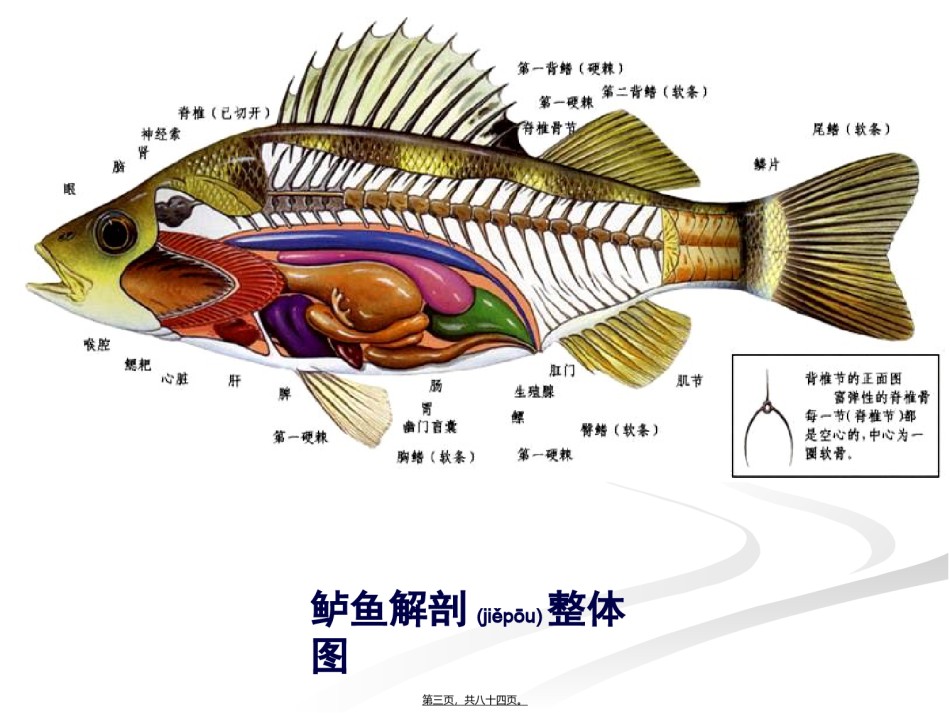 2022年医学专题—.消化系统.ppt_第3页