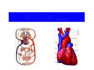 2022年医学专题—.循环系统正常表现、基本病变及常见病.ppt