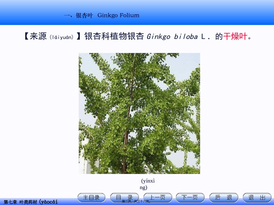2022年医学专题—.叶类药材资料.ppt_第2页