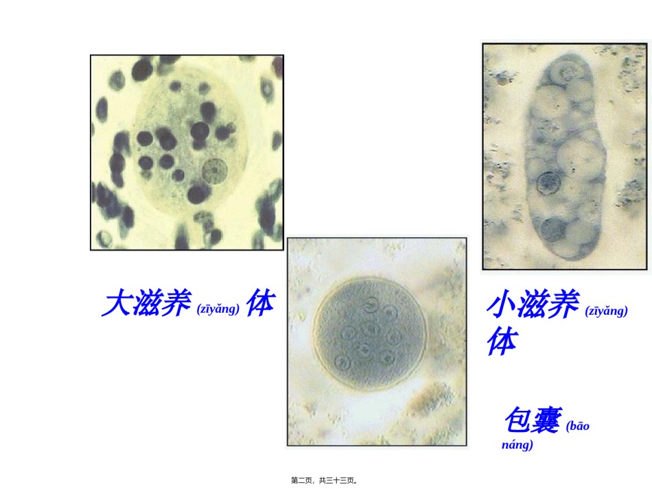 2022年医学专题—[所有分类]抗阿米巴虫驱肠虫药.ppt_第2页