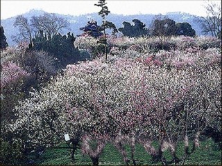 2022年医学专题—《病梅馆记》ppt.ppt