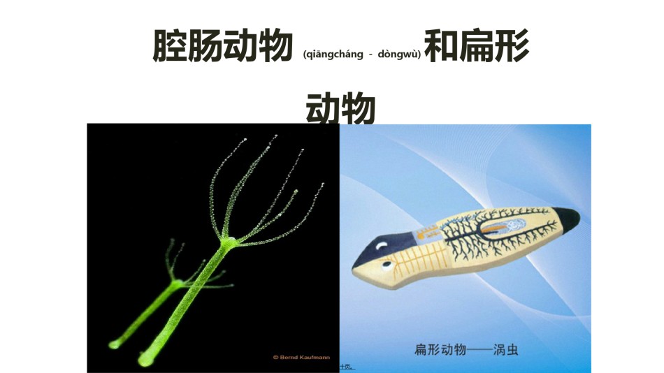 2022年医学专题—.1.1腔肠动物和扁形动物.ppt_第1页
