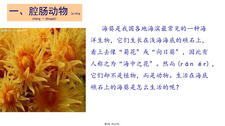 2022年医学专题—.1.1腔肠动物和扁形动物.ppt_第3页