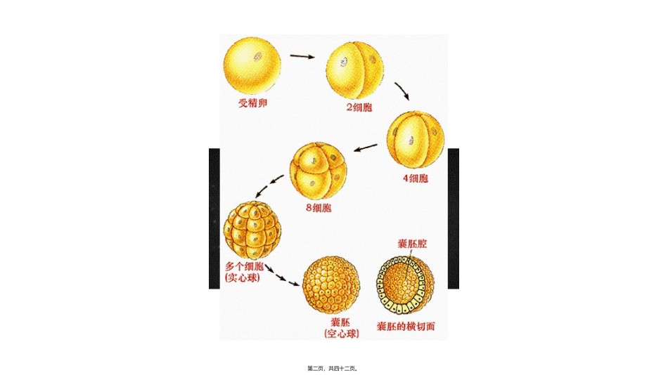 2022年医学专题—.1-细胞分化形成组织.pptx_第2页