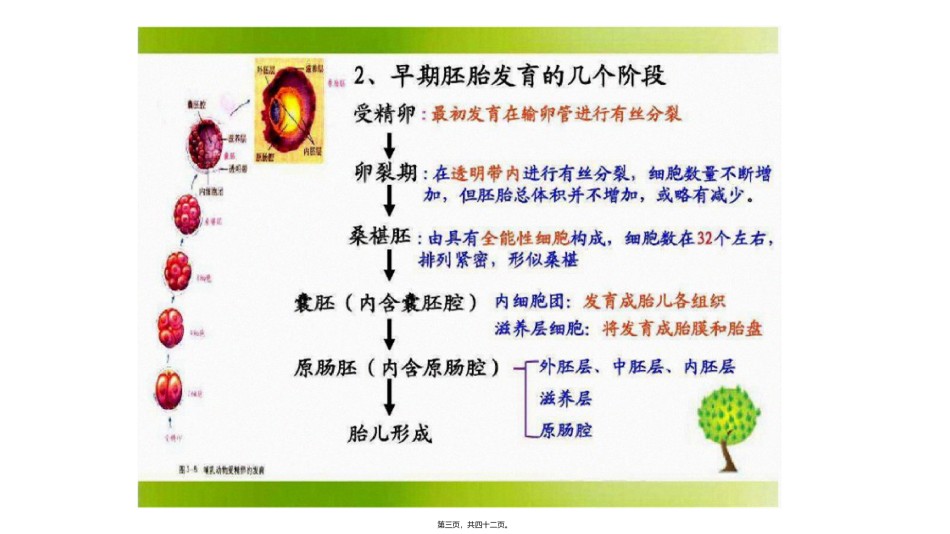 2022年医学专题—.1-细胞分化形成组织.pptx_第3页