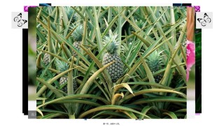 2022年医学专题—.1-细胞分化形成组织.pptx