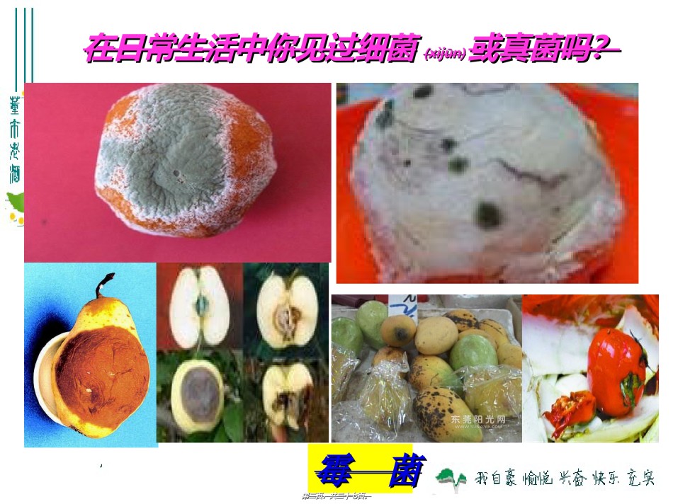 2022年医学专题—.1-细菌和真菌的分布.ppt_第2页
