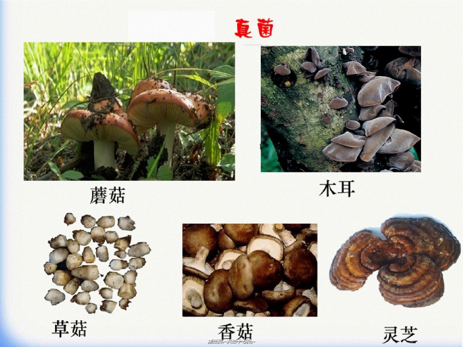 2022年医学专题—.1-细菌和真菌的分布.ppt_第3页